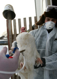 Russia Bird Flu Near Moscow
