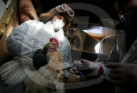Russia Bird Flu Near Moscow