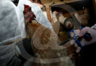 Russia Bird Flu Near Moscow
