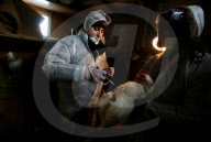Russia Bird Flu Near Moscow