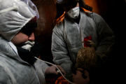 Russia Bird Flu Near Moscow
