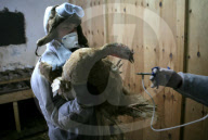 Russia Bird Flu Near Moscow