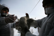 Russia Bird Flu Near Moscow