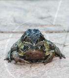 Mating frogs in early spring
