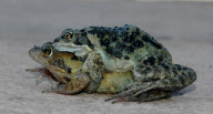 Mating frogs in early spring