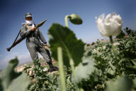 Afghanistan Drug Eradication