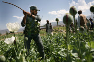 Afghanistan Drug Eradication