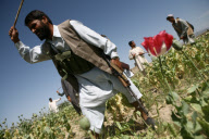 Afghanistan Drug Eradication