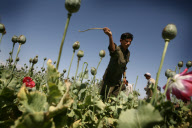 Afghanistan Drug Eradication
