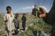 Afghanistan Drug Eradication