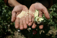 Afghanistan Drug Eradication