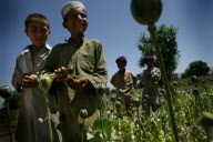 Afghanistan Drug Eradication