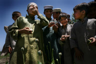 Afghanistan Drug Eradication