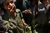 Afghanistan Drug Eradication