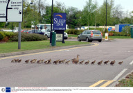 A mother mallard who is trying to keep track of her 29 ducklings within yards of the busy A1, Baldock Services, Hertfordshire, Britain - 27 Apr 2007