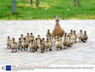 A mother mallard who is trying to keep track of her 29 ducklings within yards of the busy A1, Baldock Services, Hertfordshire, Britain - 27 Apr 2007