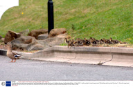 A mother mallard who is trying to keep track of her 29 ducklings within yards of the busy A1, Baldock Services, Hertfordshire, Britain - 27 Apr 2007