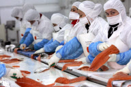 Chile Salmon Production