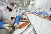Chile Salmon Production