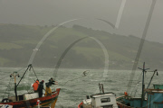 Chile Salmon Production