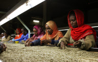 Ethiopia Local Coffees