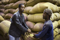 Ethiopia Local Coffees