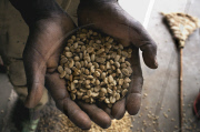Ethiopia Local Coffees