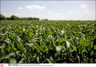 agriculture