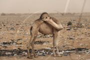 Sudan Desert Pollution
