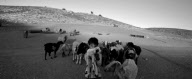 PT The Forgotten Bedouin Tribes of the West Bank