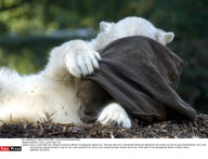 BERLIN : Knut, a polar bear cub.