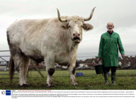 Field Marshall the Giant Charolais Bull, Burnham-on-Sea, Somerset, Britain - 04 Dec 2007
