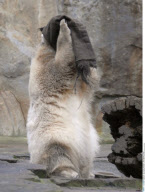 KNUT the world famous polar bear