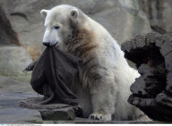 KNUT the world famous polar bear