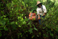 COLOMBIA Coca