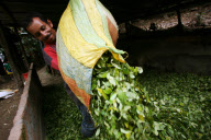 COLOMBIA Coca