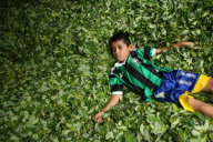COLOMBIA Coca