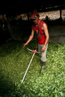 COLOMBIA Coca