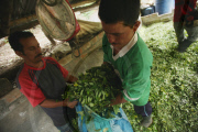 COLOMBIA Coca