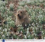 Snowdrops in full bloom at Welford Park, Welford, Britain - 24 Jan 2008