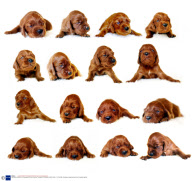 Irish Setter gives birth to 16 puppies at Zilveren Kennels, Terrington St Clements, Norfolk, Britain - 01 Feb 2008
