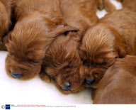 Irish Setter gives birth to 16 puppies at Zilveren Kennels, Terrington St Clements, Norfolk, Britain - 01 Feb 2008