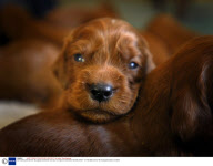 Irish Setter gives birth to 16 puppies at Zilveren Kennels, Terrington St Clements, Norfolk, Britain - 01 Feb 2008