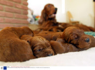 Irish Setter gives birth to 16 puppies at Zilveren Kennels, Terrington St Clements, Norfolk, Britain - 01 Feb 2008