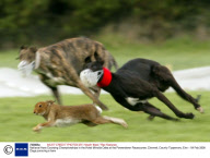 National Hare Coursing Championships in the Hotel Minella Oaks at the Powerstown Racecourse, Clonmel, County Tipperrary, Eire - 04 Feb 2008