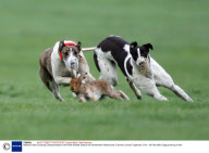 National Hare Coursing Championships in the Hotel Minella Oaks at the Powerstown Racecourse, Clonmel, County Tipperrary, Eire - 04 Feb 2008
