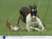 National Hare Coursing Championships in the Hotel Minella Oaks at the Powerstown Racecourse, Clonmel, County Tipperrary, Eire - 04 Feb 2008