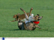 National Hare Coursing Championships in the Hotel Minella Oaks at the Powerstown Racecourse, Clonmel, County Tipperrary, Eire - 04 Feb 2008