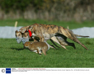 National Hare Coursing Championships in the Hotel Minella Oaks at the Powerstown Racecourse, Clonmel, County Tipperrary, Eire - 04 Feb 2008