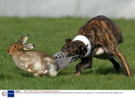 National Hare Coursing Championships in the Hotel Minella Oaks at the Powerstown Racecourse, Clonmel, County Tipperrary, Eire - 04 Feb 2008